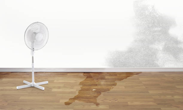 Best Water damage restoration process  in Higginsville, MO